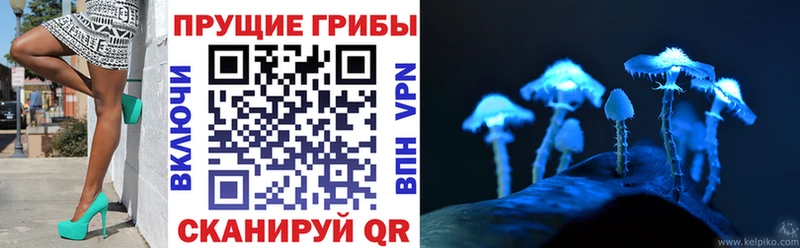 где купить   Устюжна  Псилоцибиновые грибы мицелий 